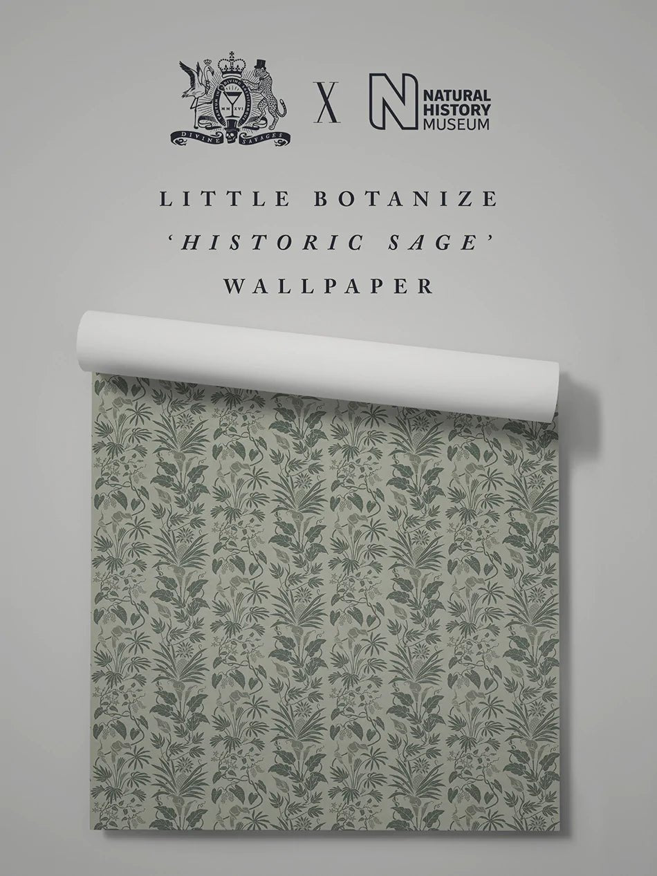 Little Botanize Wallpaper - Historic Sage - Divine Savages - DVS138-LIBT-HSAG-WR - Premier Wallcovering
