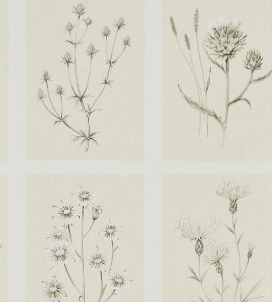 Little Thistles Wallpaper - Ecru - DEBB216511 - Sanderson - Premier Wallcovering