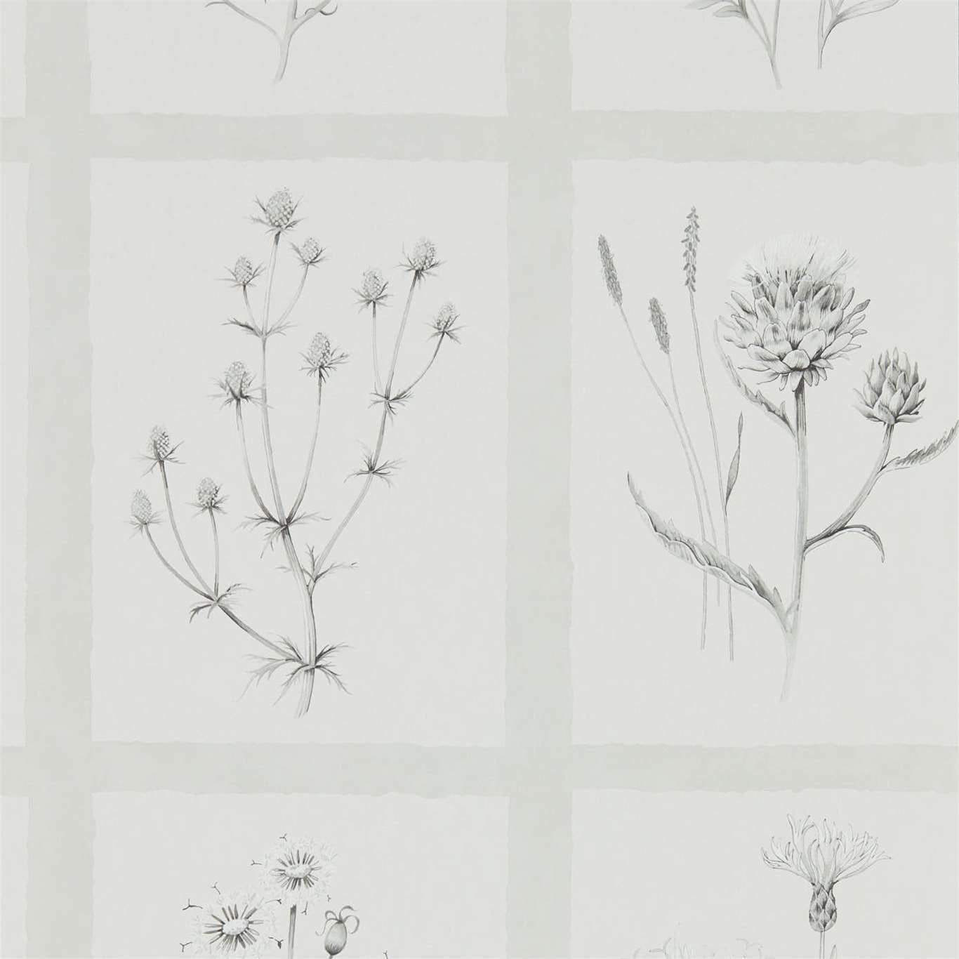 Little Thistles Wallpaper - Pewter - Sanderson - DEBB216512 - Premier Wallcovering