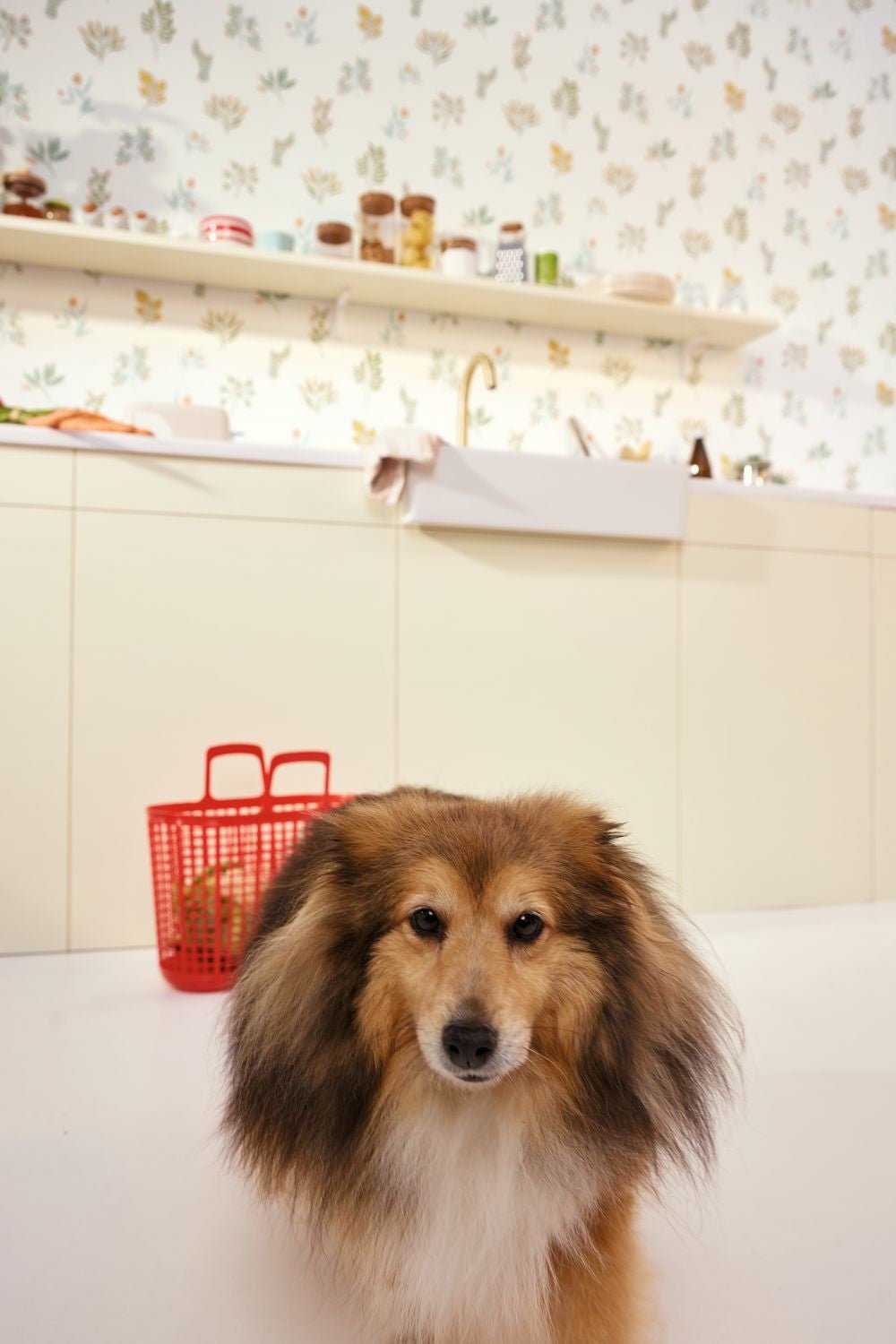 Luck Wallpaper - Multicouleurs - Caselio - 105370251 - Premier Wallcovering