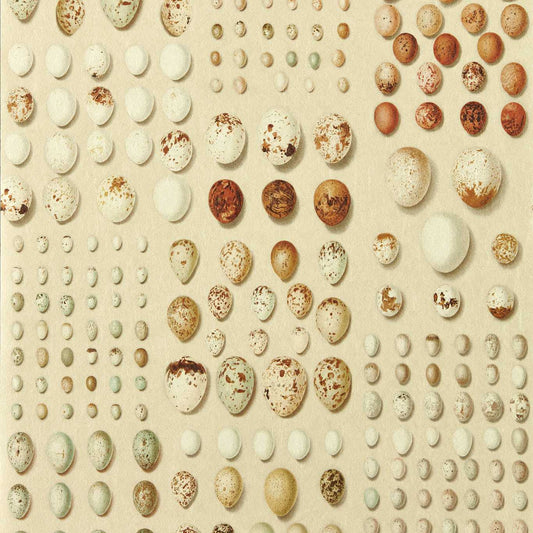 Oology Portal Wallpaper - Silkie - DGDW217326 - Sanderson - Premier Wallcovering