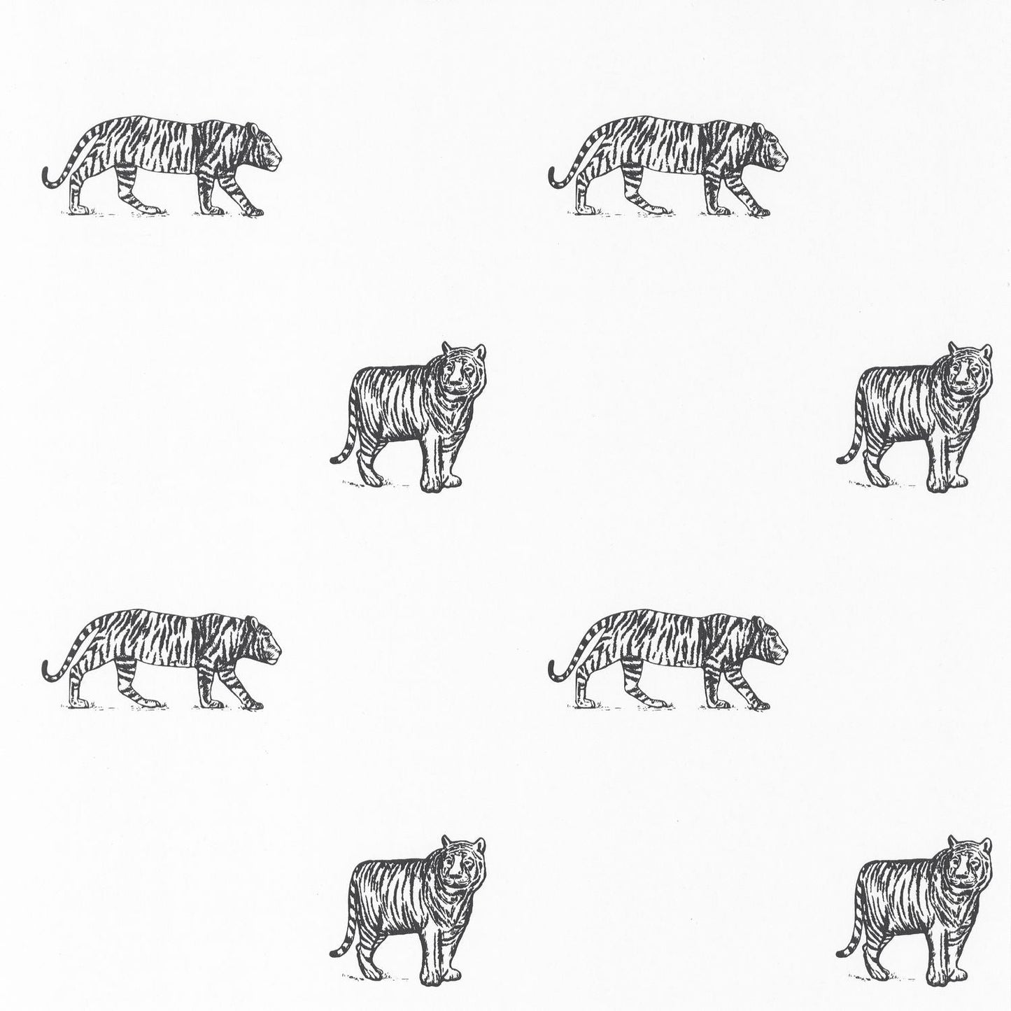 Our Planet Eye Of The Tiger Wallpaper - Noir Et Blanc - Caselio - 101969916 - Premier Wallcovering