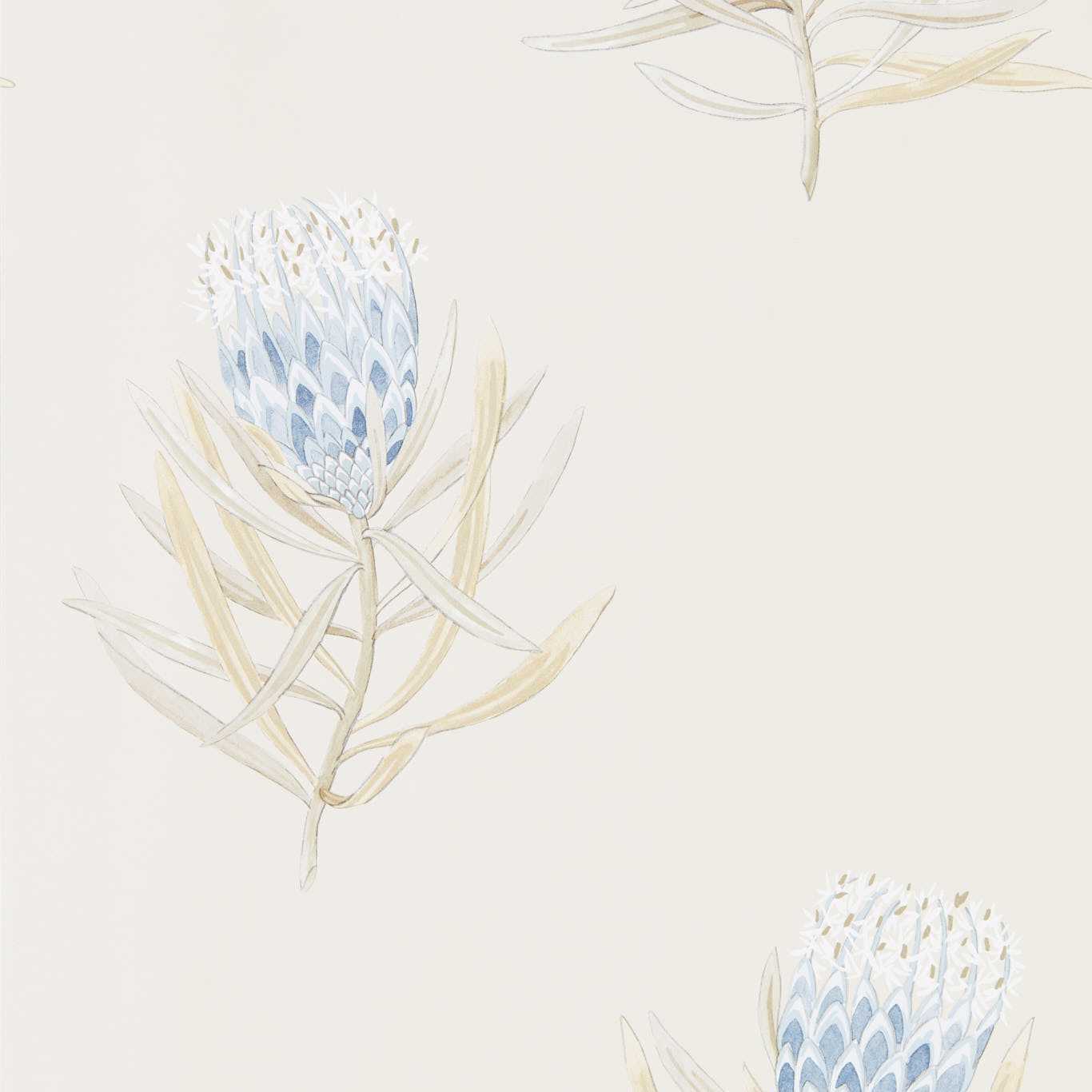Protea Flower Wallpaper - China Blue/Canvas - Sanderson - DART216327 - Premier Wallcovering