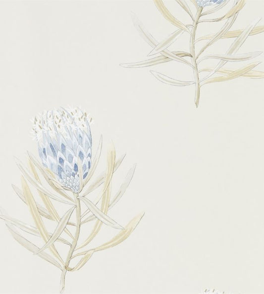 Protea Flower Wallpaper - China Blue/Canvas - DART216327 - Sanderson - Premier Wallcovering