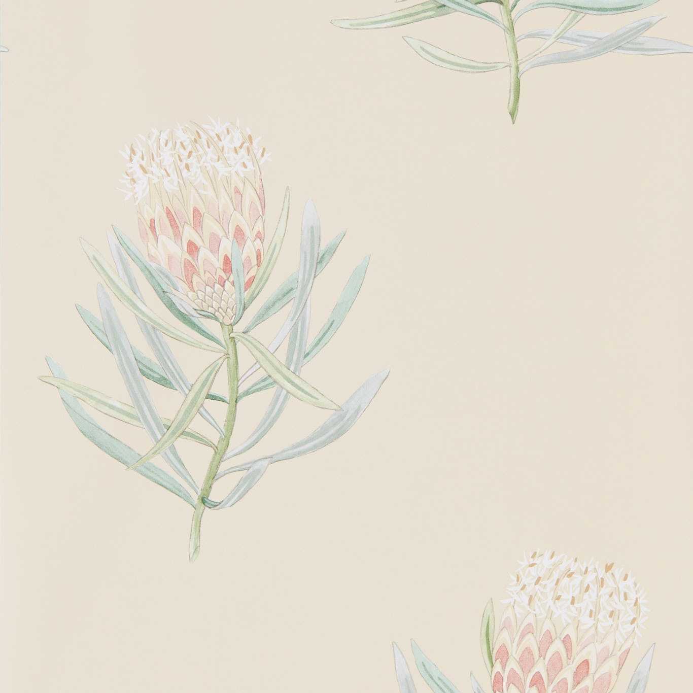 Protea Flower Wallpaper - Russet/Green - Sanderson - DART216329 - Premier Wallcovering