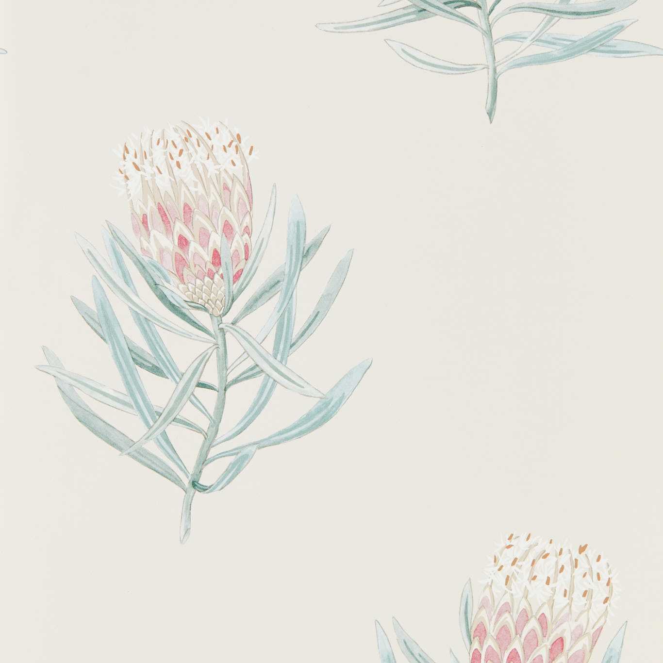 Protea Flower Wallpaper - Porcelain/Blush - Sanderson - DART216330 - Premier Wallcovering