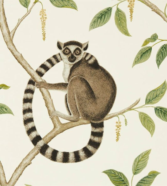 Ringtailed Lemur Wallpaper - Cream/Olive - DGLW216664 - Sanderson - Premier Wallcovering