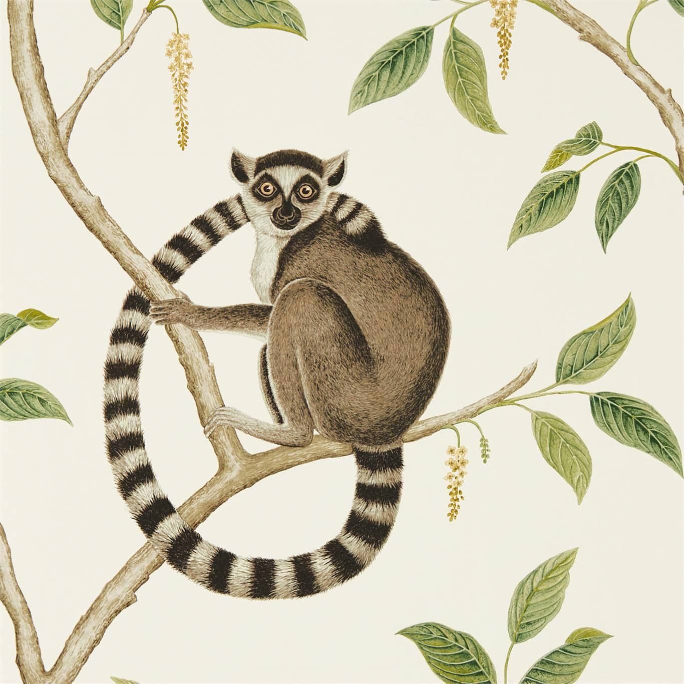Ringtailed Lemur Wallpaper - Cream/Olive - Sanderson - DGLW216664 - Premier Wallcovering
