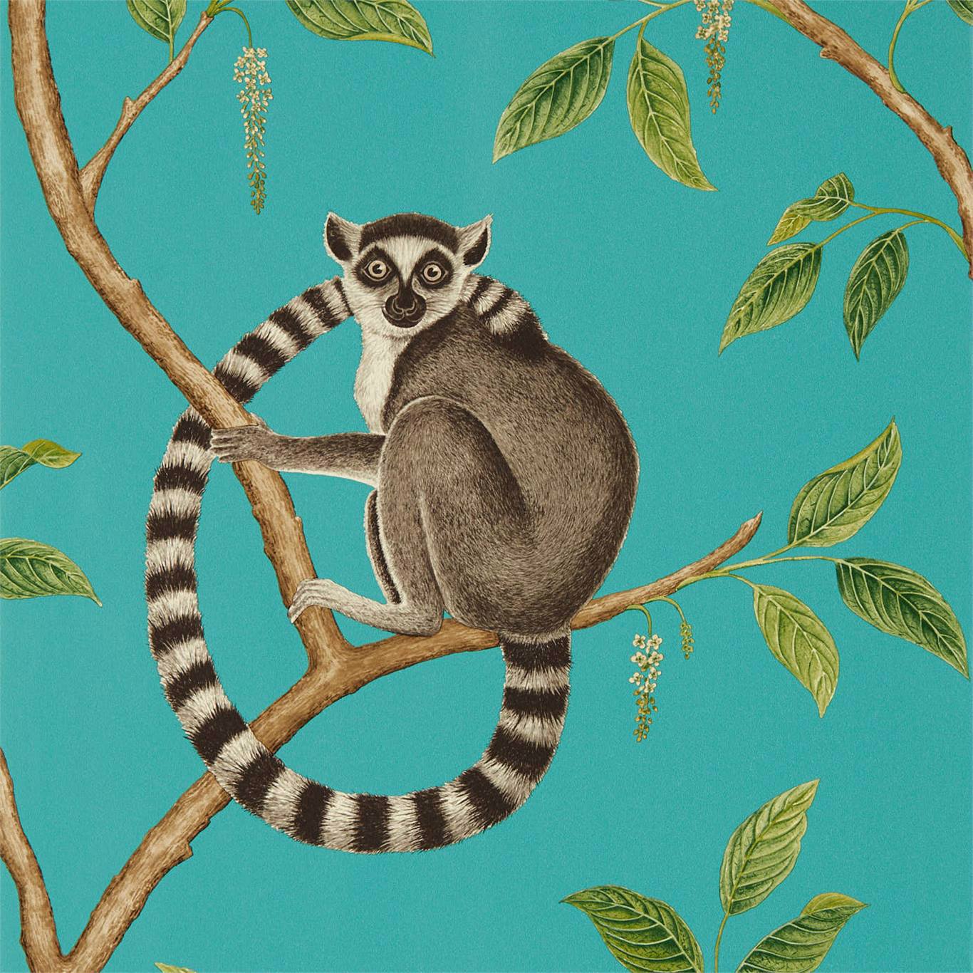 Ringtailed Lemur Wallpaper - Teal - Sanderson - DGLW216663 - Premier Wallcovering