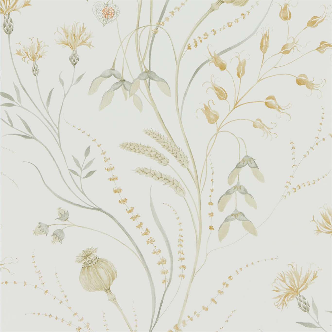 Summer Harvest Wallpaper - Silver Corn - Sanderson - DEBB216497 - Premier Wallcovering