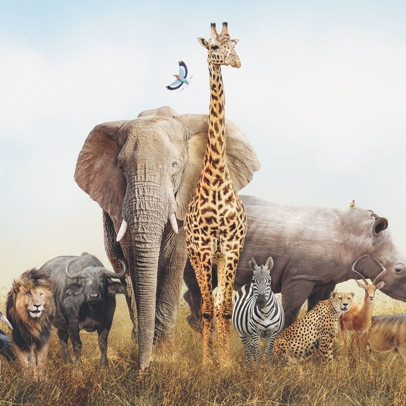 African Elephant Wall Mural - Multi - Anaglypta - 5521-8 - Premier Wallcovering