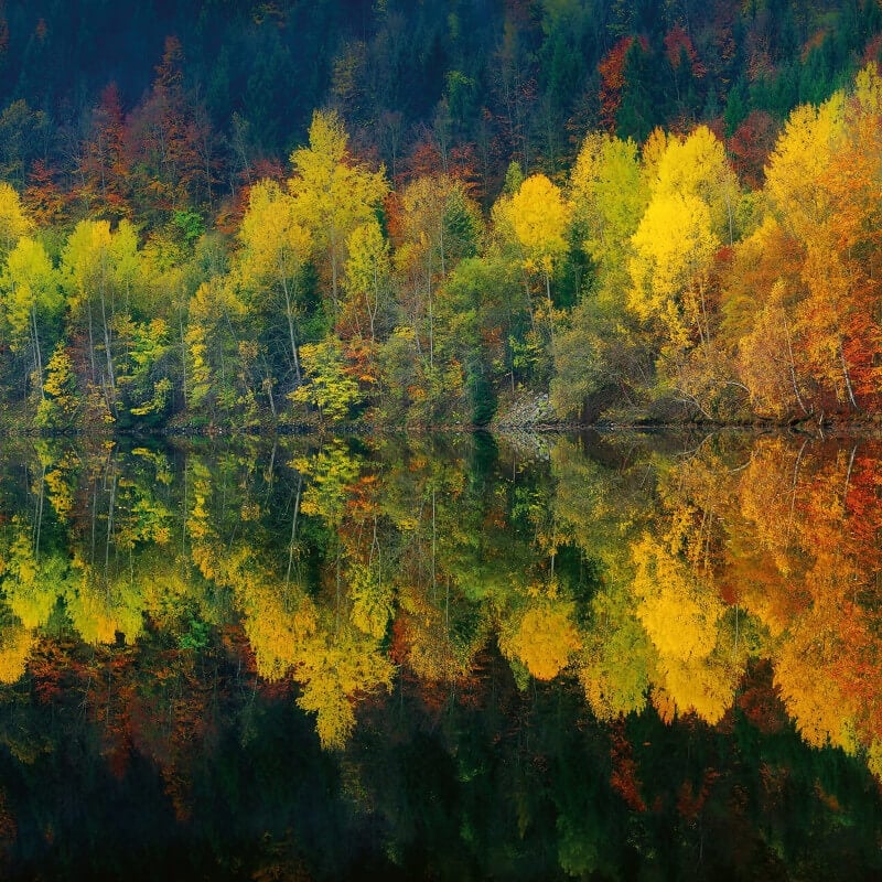 Autumn Forest Lake Wall Mural - Forest - Anaglypta - 5067-8 - Premier Wallcovering