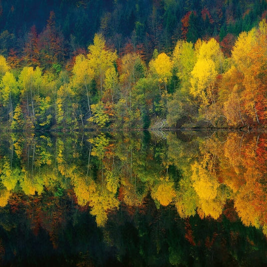 Autumn Forest Lake Wall Mural - Forest - Anaglypta - 5067-8 - Premier Wallcovering