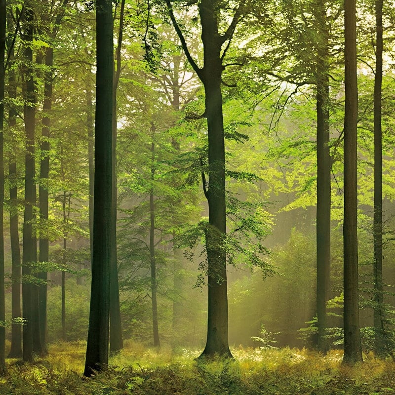 Autumn Forest Wall Mural - Forest Green - Anaglypta - 5419-8 - Premier Wallcovering