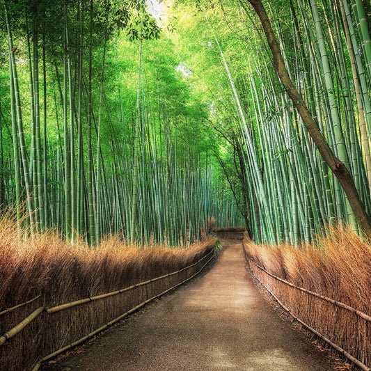 Bamboo Grove Kyoto Wall Mural - Green - Anaglypta - 5460-8 - Premier Wallcovering