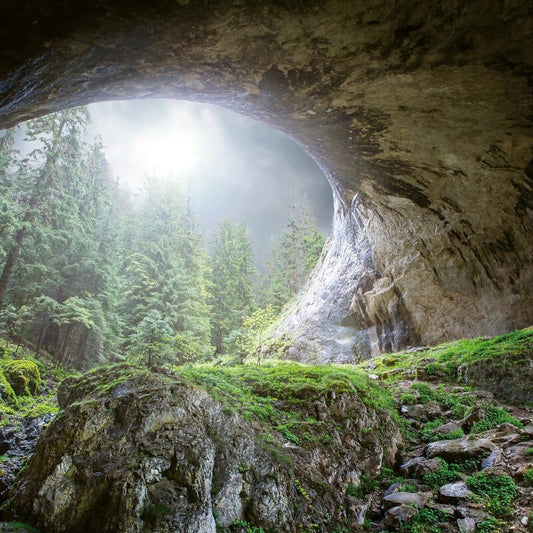 Cave in The Forest Wall Mural - Green - Anaglypta - 5078-8 - Premier Wallcovering