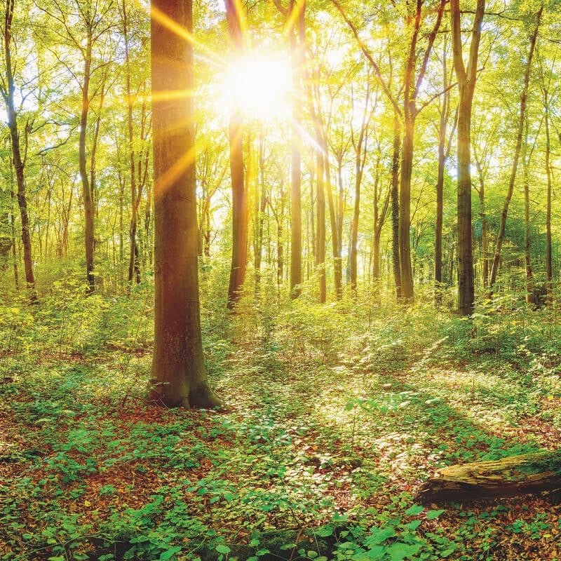 Deep in the Woods Wall Mural - Multi - Anaglypta - 5502-8 - Premier Wallcovering