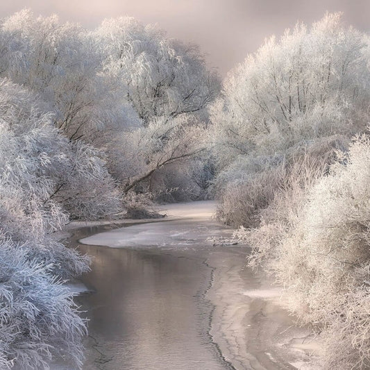 Frozen Wall Mural - Forest - Anaglypta - 5161-8 - Premier Wallcovering