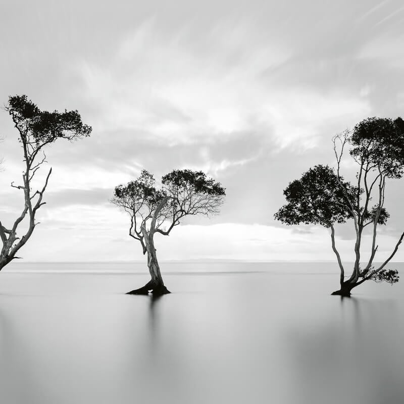 Trees In The Still Water Wall Mural - Multi - Anaglypta - 5095-8 - Premier Wallcovering