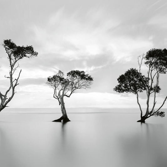 Trees In The Still Water Wall Mural - Multi - Anaglypta - 5095-8 - Premier Wallcovering