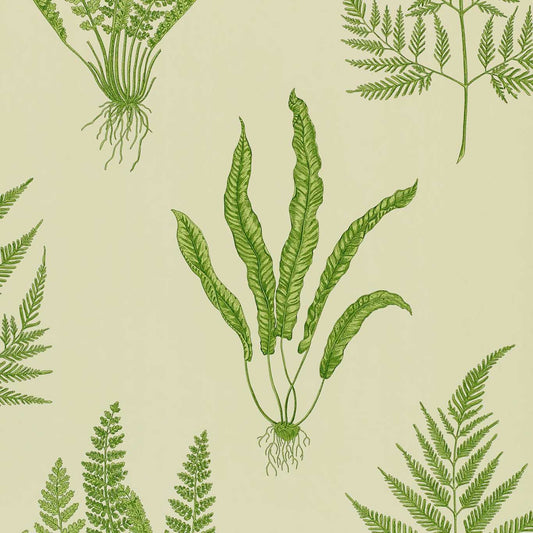 Woodland Ferns Wallpaper - Green - DAPGWO102 - Sanderson - Premier Wallcovering